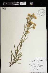 Solidago houghtonii image