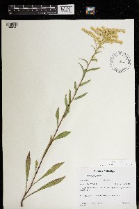 Solidago juncea image