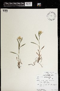 Solidago ptarmicoides image