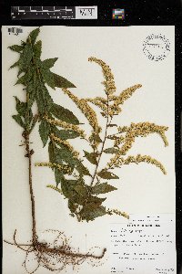 Solidago rugosa image