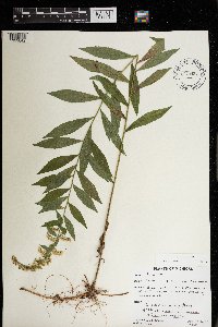 Solidago rugosa image