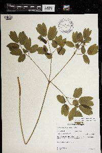 Caulophyllum thalictroides image