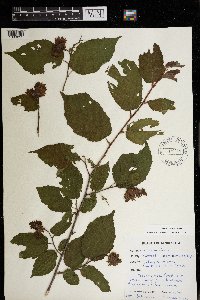 Corylus americana image