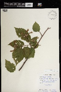 Corylus cornuta image