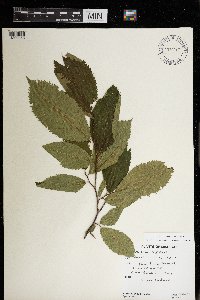 Ostrya virginiana image