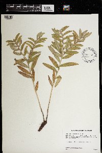 Lithospermum canescens image