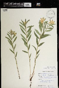 Lithospermum canescens image