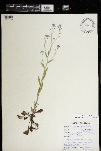 Myosotis arvensis image