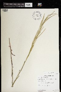 Image of Aster nemoralis x umbellatus