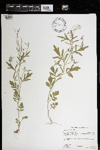 Cardamine pensylvanica image