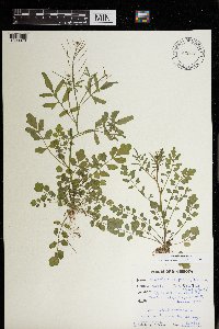 Cardamine pensylvanica image