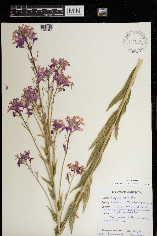 Hesperis matronalis image