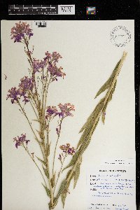 Hesperis matronalis image