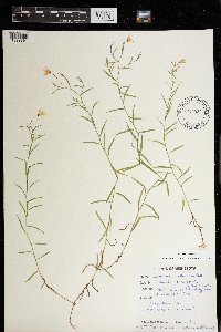 Campanula aparinoides image