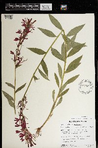 Lobelia cardinalis image