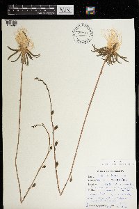 Lobelia dortmanna image