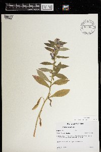 Lobelia siphilitica image