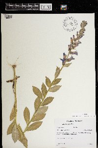 Lobelia siphilitica image