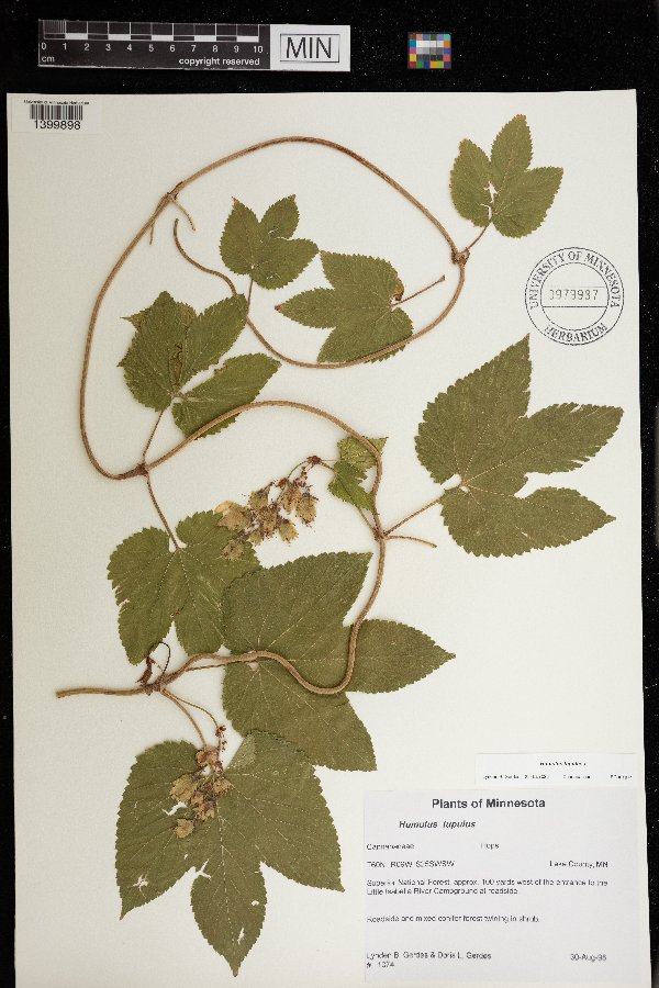 Humulus lupulus image