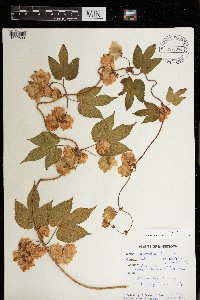 Humulus lupulus image