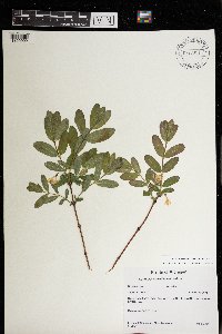 Lonicera caerulea var. villosa image