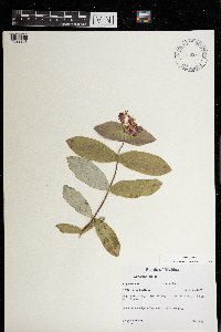 Lonicera dioica image