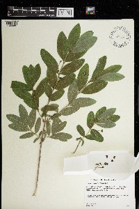 Lonicera oblongifolia image