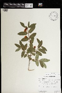 Lonicera tatarica image