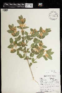 Lonicera tatarica image