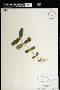 Lonicera caerulea var. villosa image