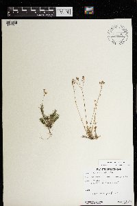 Minuartia michauxii image