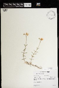 Cerastium arvense image