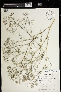 Gypsophila paniculata image