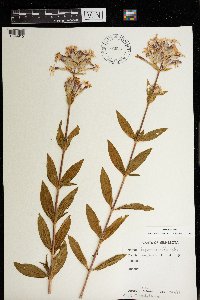 Saponaria officinalis image