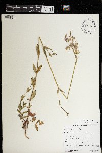 Silene vulgaris image