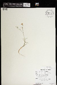 Stellaria longipes image