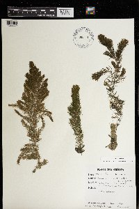 Ceratophyllum demersum image