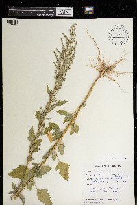 Chenopodium album image