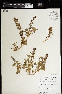 Chenopodium capitatum image