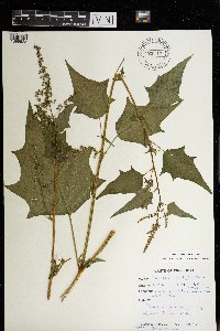 Chenopodium simplex image