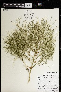 Cycloloma atriplicifolium image