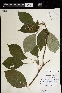 Cornus alternifolia image