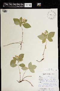 Cornus canadensis image