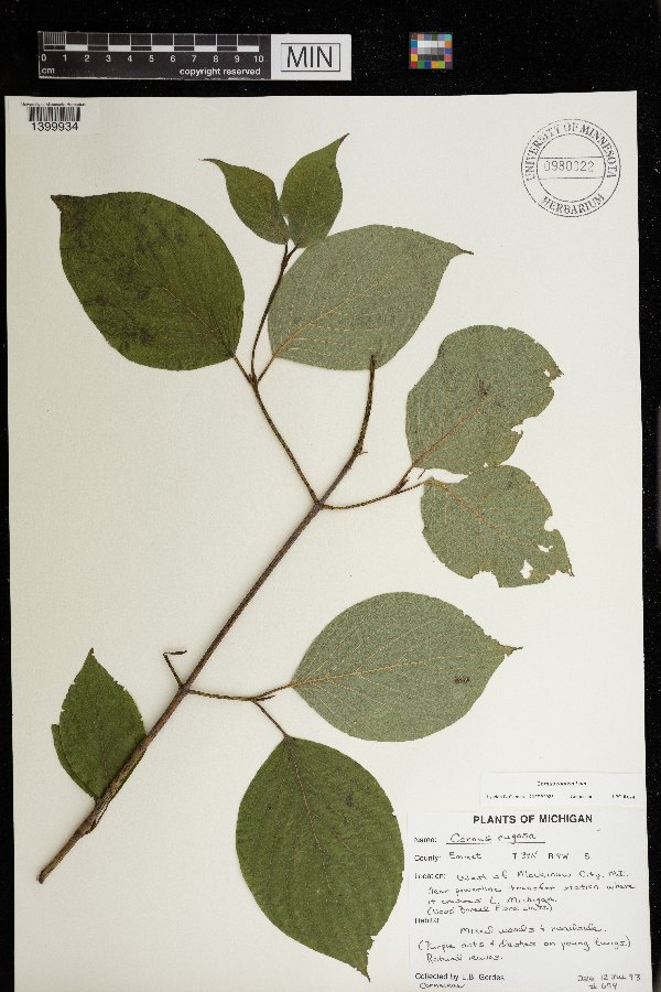 Cornus rugosa image