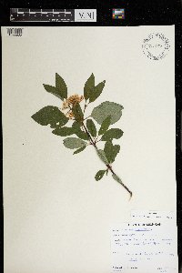 Cornus sericea image