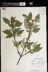 Cornus sericea image