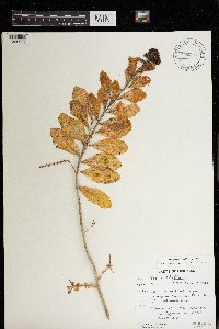 Hylotelephium telephium image