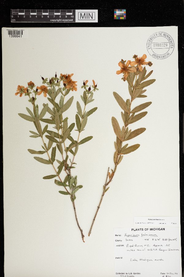 Hypericum kalmianum image