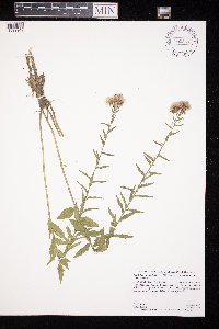 Brickellia eupatorioides var. corymbulosa image