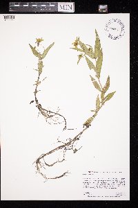 Bidens cernua image